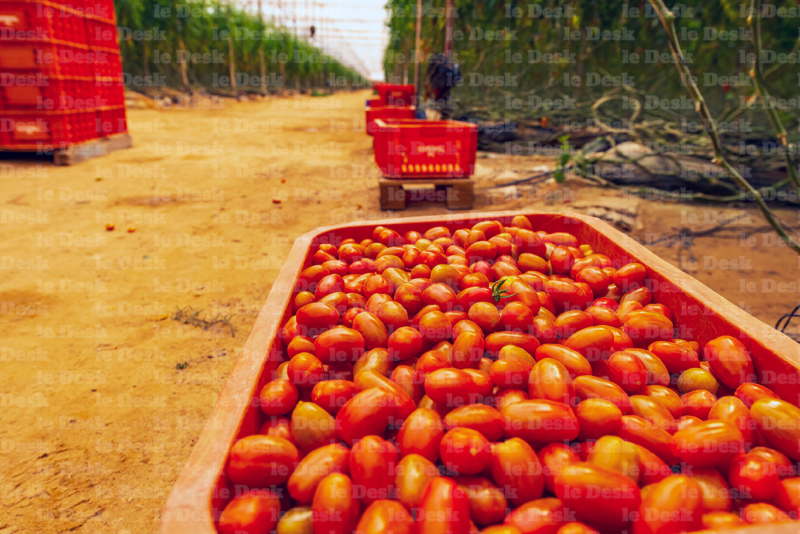 Culture de tomates cerises