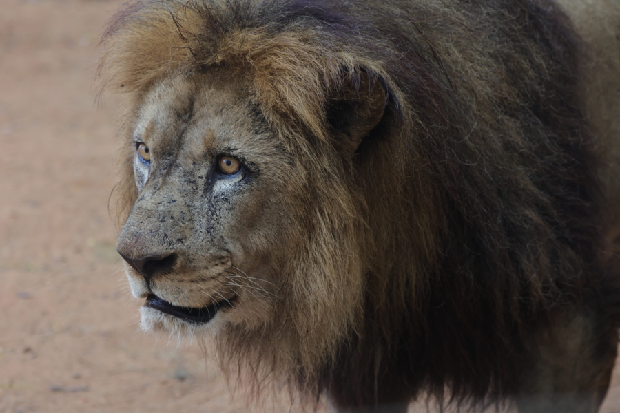 Un lion de l'Atlas mâle du Jardin Zoologique National de Rabat. Crédit : Nathanael Nelson, association Atlas Lion Protection
