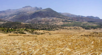 Un champ de blé au Maroc.
