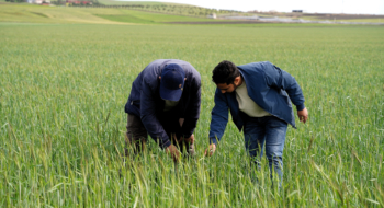 Des agriculteurs de la plaine du Gharb.