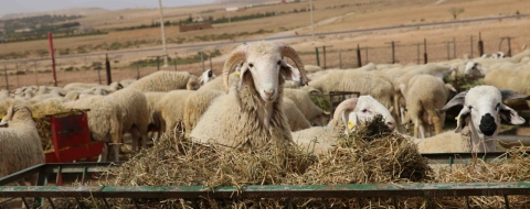 Un troupeau de moutons dans un enclos.