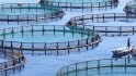 Une ferme aquacole