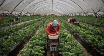Les Marocains cueillent des fraises dans une ferme à Huelva.