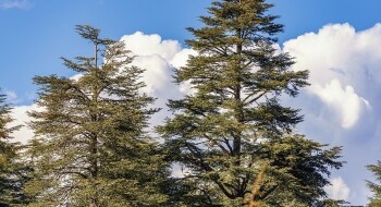 Ifrane
