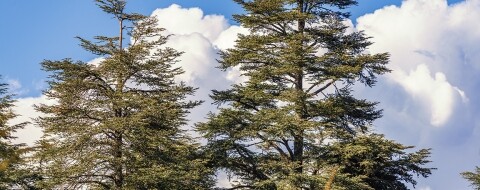 Ifrane