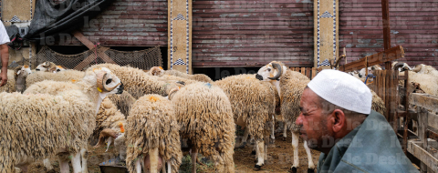Moutons de l'aid