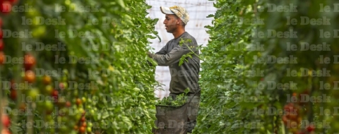Une exploitation de tomates à Dakhla. Crédit: Agence Imaginium/ Story&Brands/ Le Desk