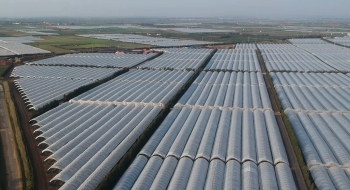 Les serres d'African Blue/Costa Group au Maroc