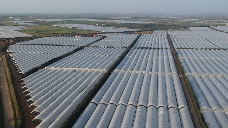 Les serres d'African Blue/Costa Group au Maroc