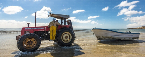 Exploitant myticole à Dakhla