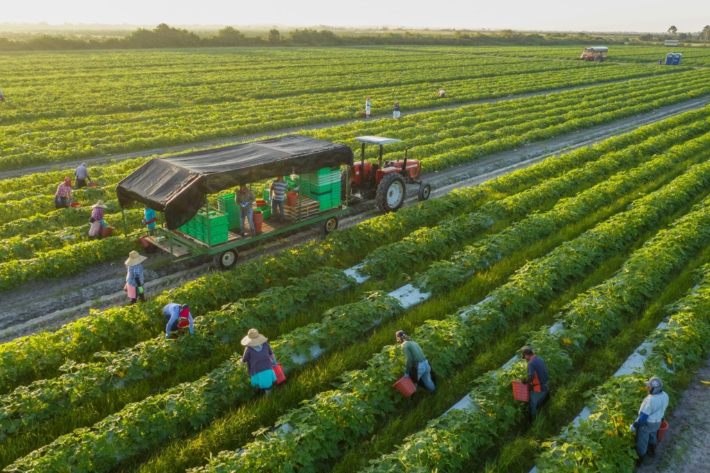 Une exploitation agricole au Maroc. Crédit : DR