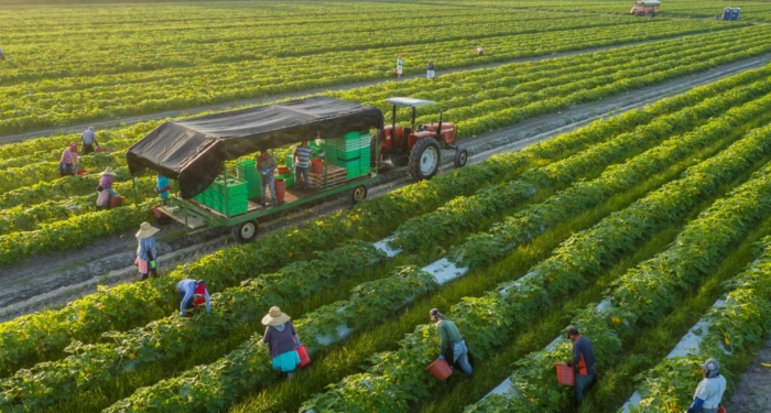 Une exploitation agricole au Maroc. Crédit : DR