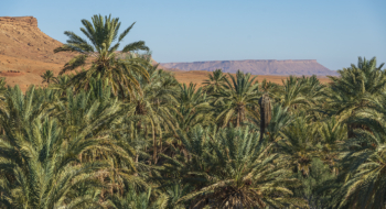 Oasis dans le Sud marocain.