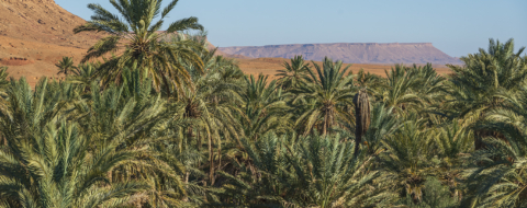 Oasis dans le Sud marocain.