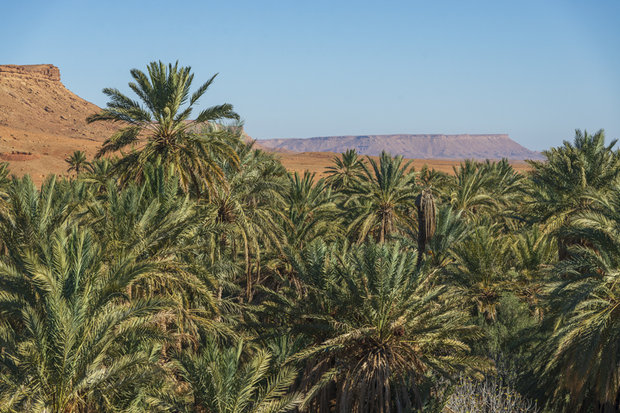 Oasis dans le Sud marocain.