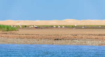 Les flamants roses dans leur habitat naturel protégé, au sein du Parc national de Khenifiss. Crédit : Oussama Rhaleb / Le Desk