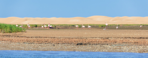 Les flamants roses dans leur habitat naturel protégé, au sein du Parc national de Khenifiss. Crédit : Oussama Rhaleb / Le Desk