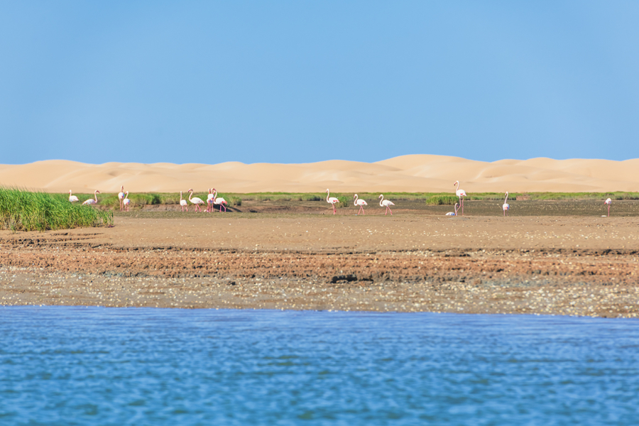 Les flamants roses dans leur habitat naturel protégé, au sein du Parc national de Khenifiss. Crédit : Oussama Rhaleb / Le Desk