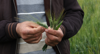 Un agriculteur de céréales dans la région de Meknès. Crédit : MAP