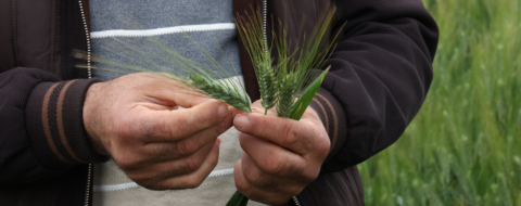 Un agriculteur de céréales dans la région de Meknès. Crédit : MAP