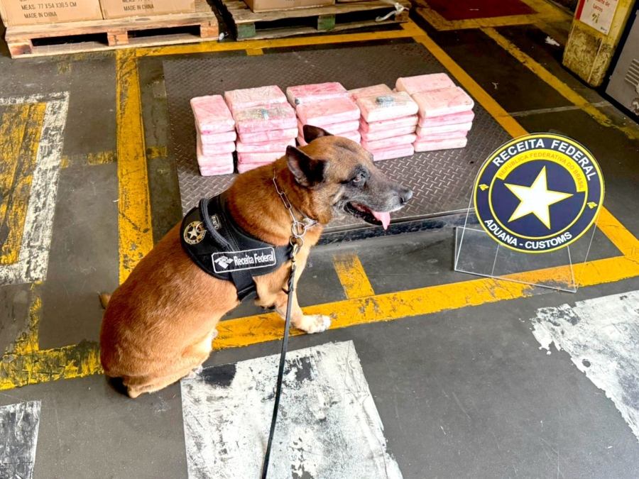 Le chien Enzo de l'administration fiscale brésilienne qui a permis de détecter la cargaison de cocaïne. Crédit : Receita Federal