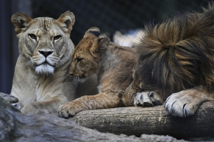 L'un des quatre lionceaux de Barbarie, nés récemment au Safari Park Dvur Kralove, en République tchèque. Crédit : Petr David Josek / AP