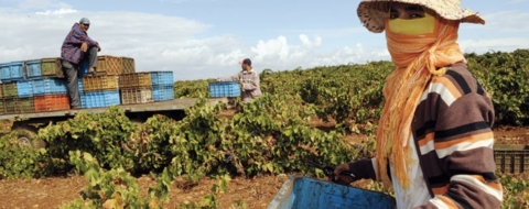Des agriculteurs marocains. Crédit : DR