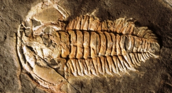 Espèce de premier trilobite du Cambrien inférieur. (Image d'illustration). Crédit : David Rudkin