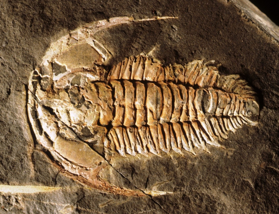 Espèce de premier trilobite du Cambrien inférieur. (Image d'illustration). Crédit : David Rudkin
