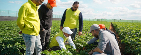 Des agriculteurs et des experts dans une exploitation agricole, dans le cadre du programme Al Moutmir.
