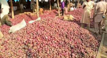 Marché aux oignons au Nigeria. Crédit : DR