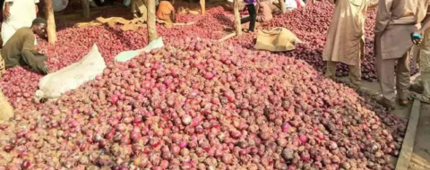 Marché aux oignons au Nigeria. Crédit : DR