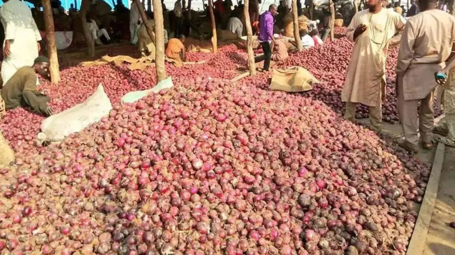 Marché aux oignons au Nigeria. Crédit : DR