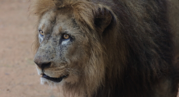 Un lion de l'Atlas mâle du Jardin Zoologique National de Rabat. Crédit : Nathanael Nelson, association Atlas Lion Protection