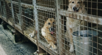 Des chiens dans une fourrière animale (photo d'illustration).