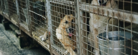 Des chiens dans une fourrière animale (photo d'illustration).