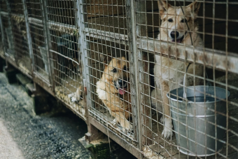 Des chiens dans une fourrière animale (photo d'illustration).