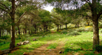 La forêt de la Maâmora