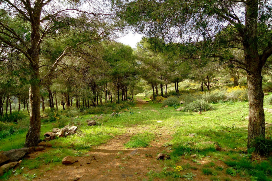 La forêt de la Maâmora