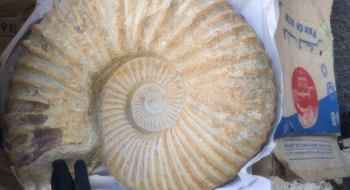 Une ammonite faisant partie des fossiles provenant du Maroc saisis par la douane française à Sète.