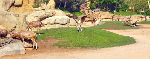 Dans le Parc zoologique Aïn Sebaa, à Casablanca.