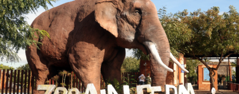 Dans une allée du Parc zoologique Aïn Sebaâ, à Casablanca. Crédit : MAP