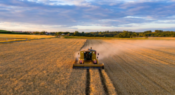 Lors d'une opération de moisson sur un champ de blé en Argentine.
