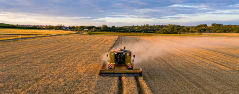 Lors d'une opération de moisson sur un champ de blé en Argentine.