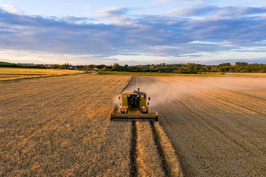 Lors d'une opération de moisson sur un champ de blé en Argentine.