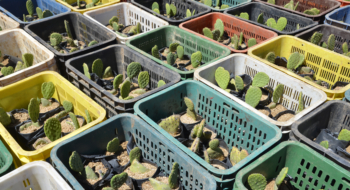 Génération Green : Lancement à Khouribga du projet de plantation de 720 ha de cactus résistant à la cochenille