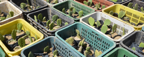 Génération Green : Lancement à Khouribga du projet de plantation de 720 ha de cactus résistant à la cochenille