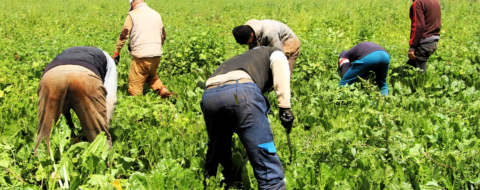 Les récentes précipitations enregistrées ravivent les espoirs des agriculteurs