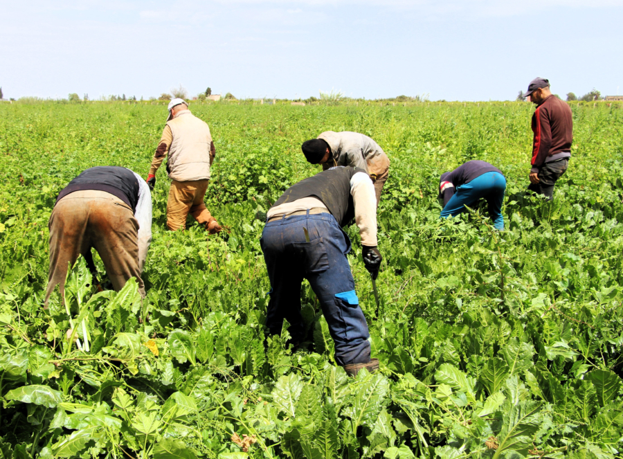 Les récentes précipitations enregistrées ravivent les espoirs des agriculteurs