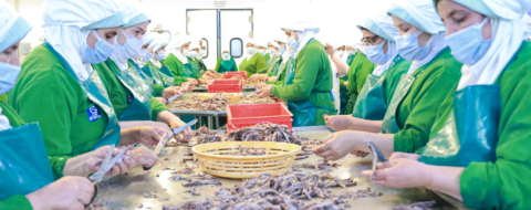 le Groupe Gil Comes, acteur de référence dans la transformation des produits de la mer à M’laleh